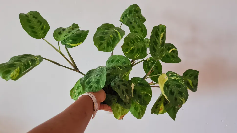 Ao contrário das alocasias, as marantas são felizes no apartamento da Ann-Laure