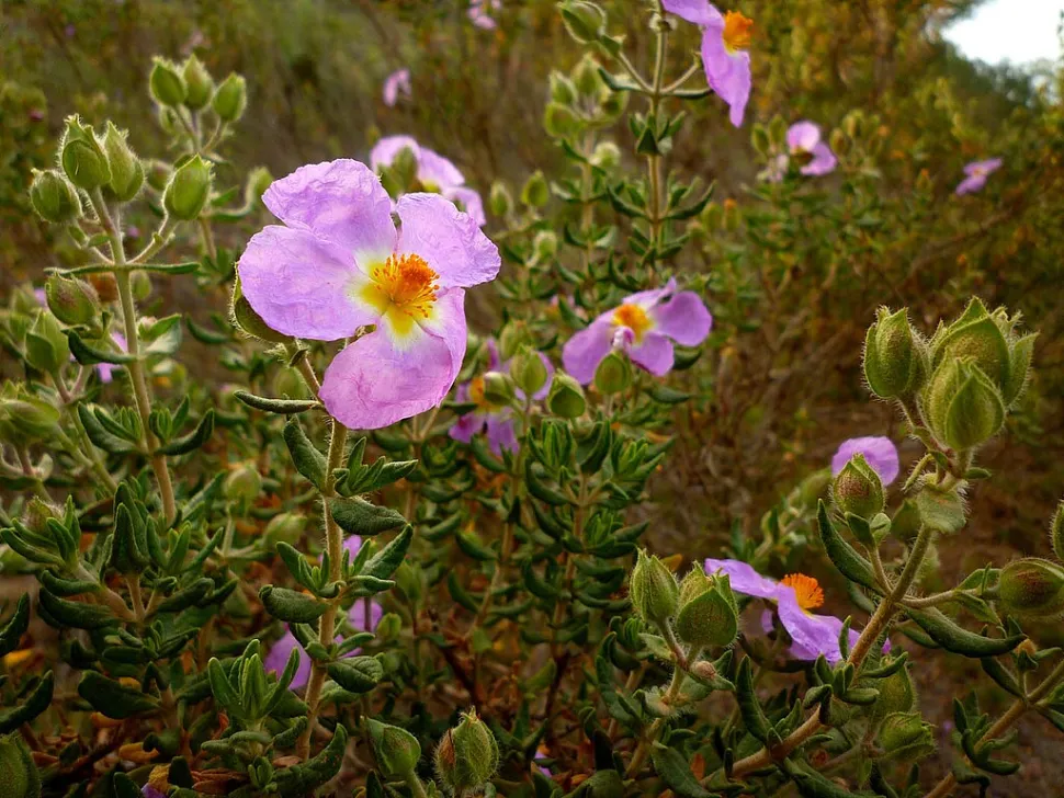 Diz-se que as plantas de esteva são as primeiras a crescer depois de um incêndio. Foto de Nano Sanchez / Wikipedia