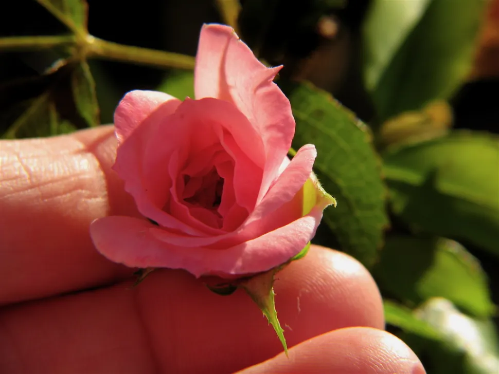 Een roos als bonsai kweken, de ultieme uitdaging voor masochistische tuiniers – Foto door Audrey / Wikipedia