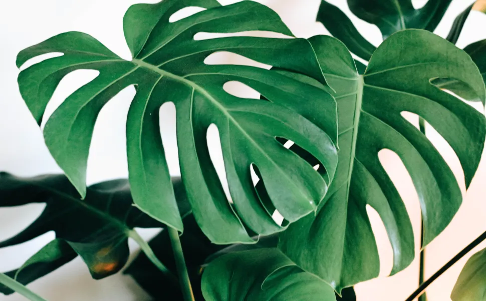 ¿Cuál es la ventaja de las plantas XXL? En verano, sustituyen al aire acondicionado —Foto de Kara Eads / Unsplash