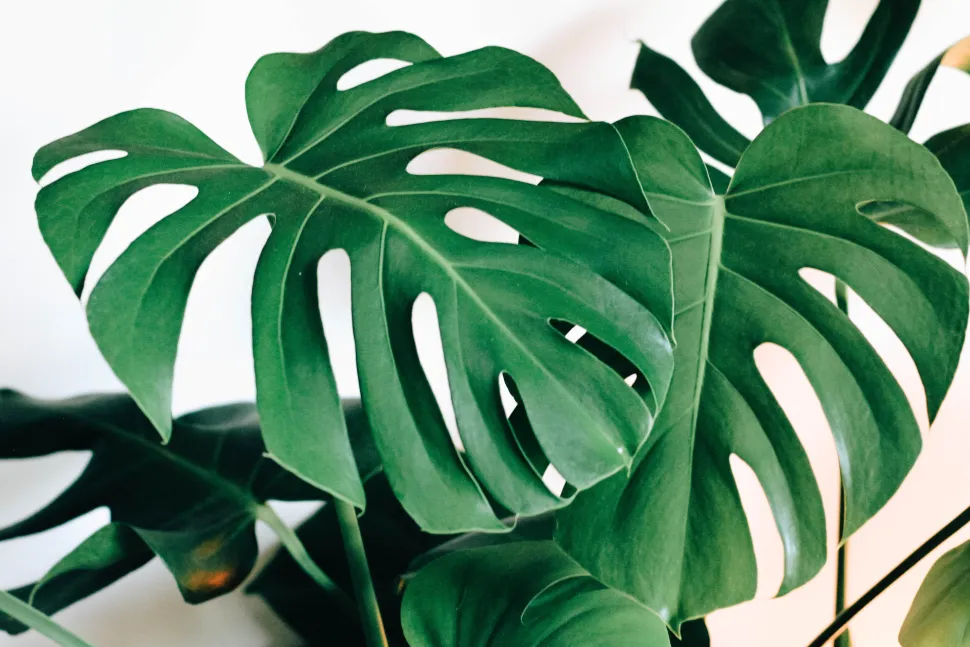 Der Vorteil von XXL-Pflanzen? Im Sommer ersetzen sie die Klimaanlage - Foto von Kara Eads / Unsplash