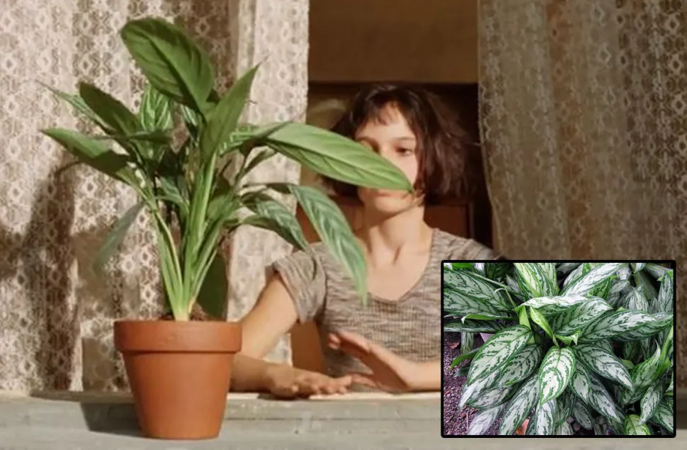 Natalie Portman and Aglaonema commutatum, let's hope this is the start of a wonderful friendship -Photos Gaumont and VanLap Hoàng /Flickr