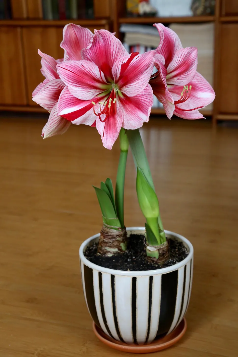 La amarilis es una planta venenosa. Manténgala fuera del alcance de sus mascotas - Foto de Maja Dumat / Flickr