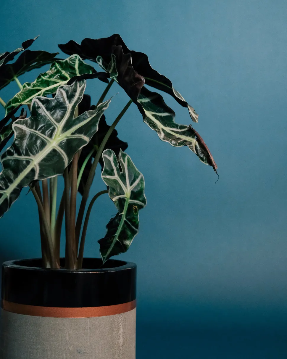 Niet elke tuinier kan zich een mooie Alocasia veroorloven - Foto door Harry Cooke / Pexels