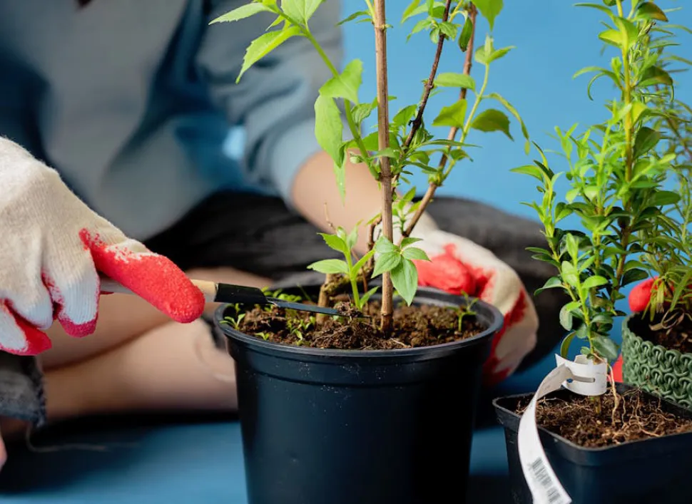 Net als ons haar groeien planten sneller na een goede knipbeurt. Foto door Mikhail Nilov / Pexels