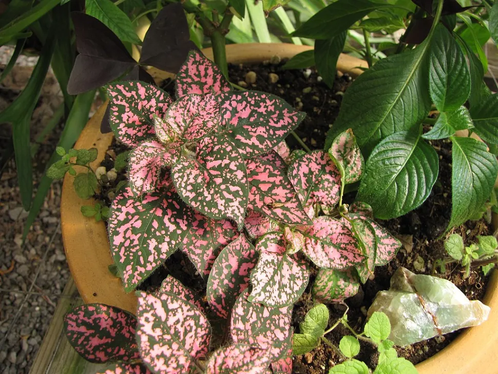 Hypoestes patterns resemble freckles - Photo by F & K Starr / WIkipedia