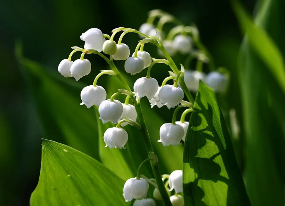 Le muguet est une plante hautement toxique – Photo par Liz West / Wikipedia