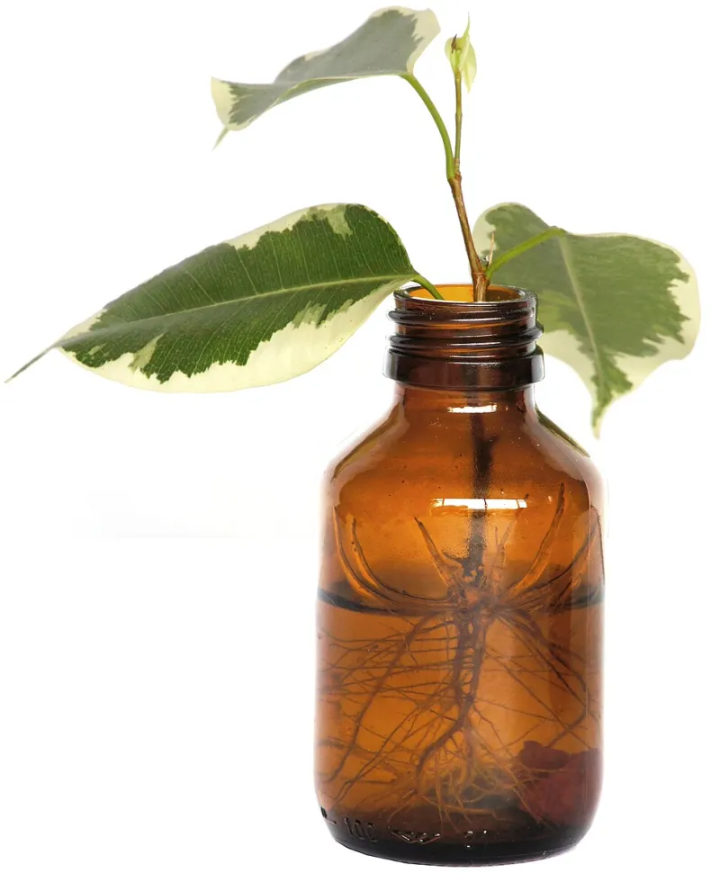 Ficus elastica doet het goed in water - Foto door Bilusch / Wikipedia