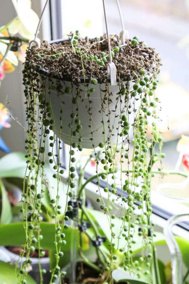 Der Senecio Rowleyanus ist eine giftige Pflanze. Halte sie außerhalb der Reichweite deiner Haustiere. Foto von Maja Dumat / Flickr