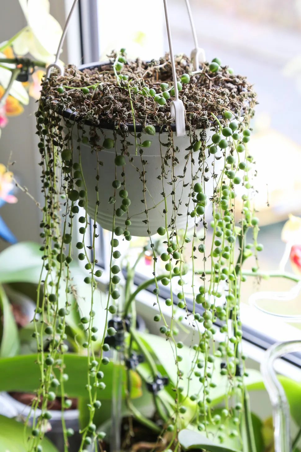 Die Senecio Rowleyanus ist eine giftige Pflanze. Halten Sie sie von Ihren Haustieren fern. Foto von Maja Dumat / Flickr