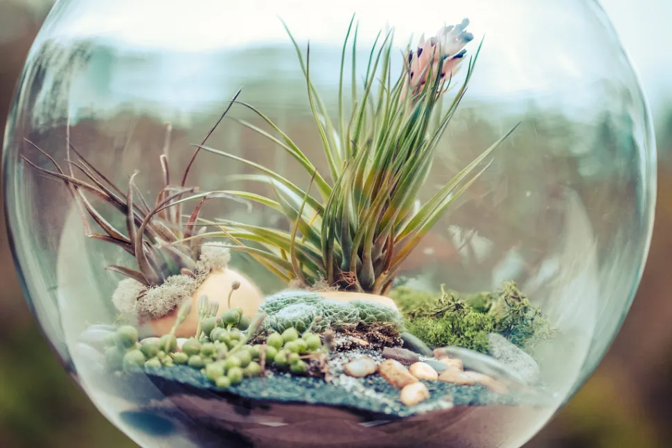 A la Tillandsia le encanta la humedad del terrario – Foto de Sonny Abesamis / Flickr
