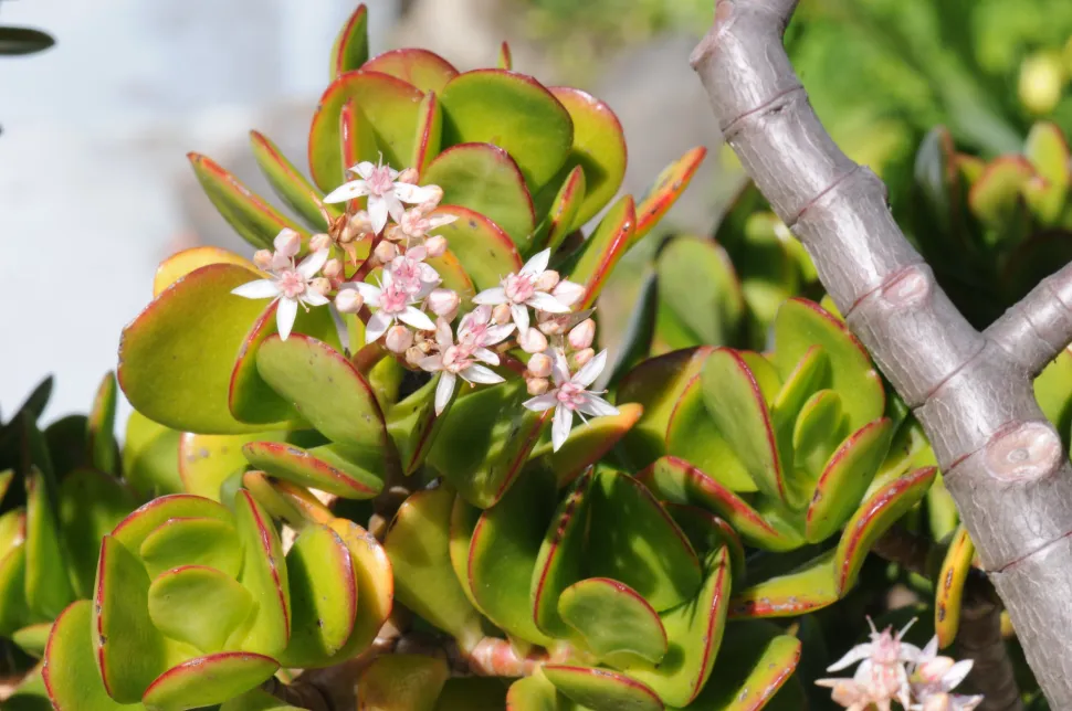 Crassula ovata, das Versprechen auf ein langes und erfolgreiches Leben (Foto von Chiara Coetzee / flickr)