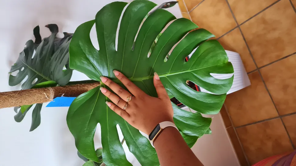 Die Monstera deliciosa wächst weiter