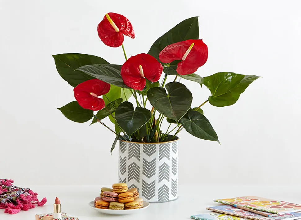 O Anthurium andraeanum reconhece-se pela sua espádice reta. Foto de Proflowers/ Flickr