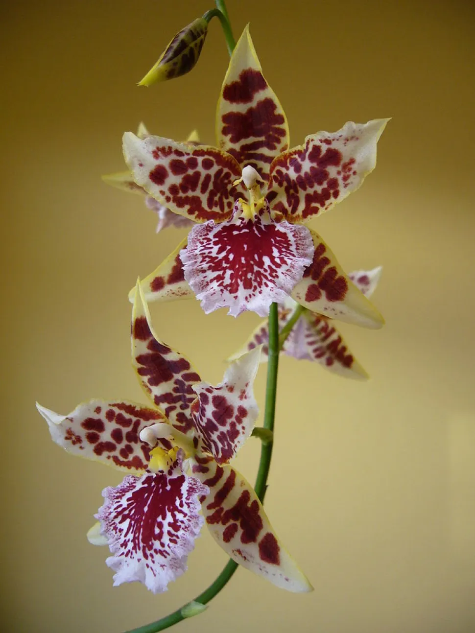 Die Blüten der Cambria haben die für Orchideen charakteristische Symmetrie. Foto von Tom Oates / Wikipedia