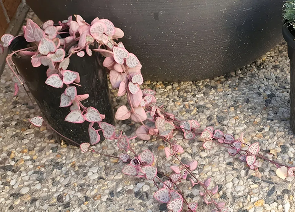 Pequenos corações cor-de-rosa, o que pode ser mais romântico? Lek Khauv /iNaturalist