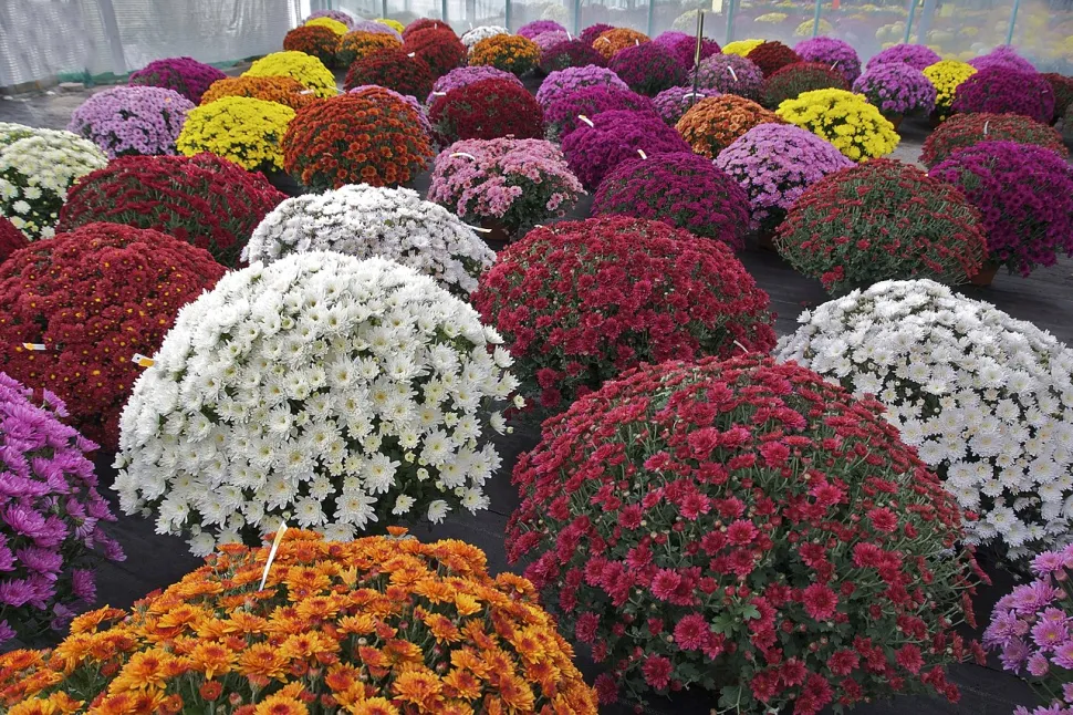 Et si le plus compliqué avec le Chrysanthème, c'était de choisir? Photo par Jebulon / Wikipedia