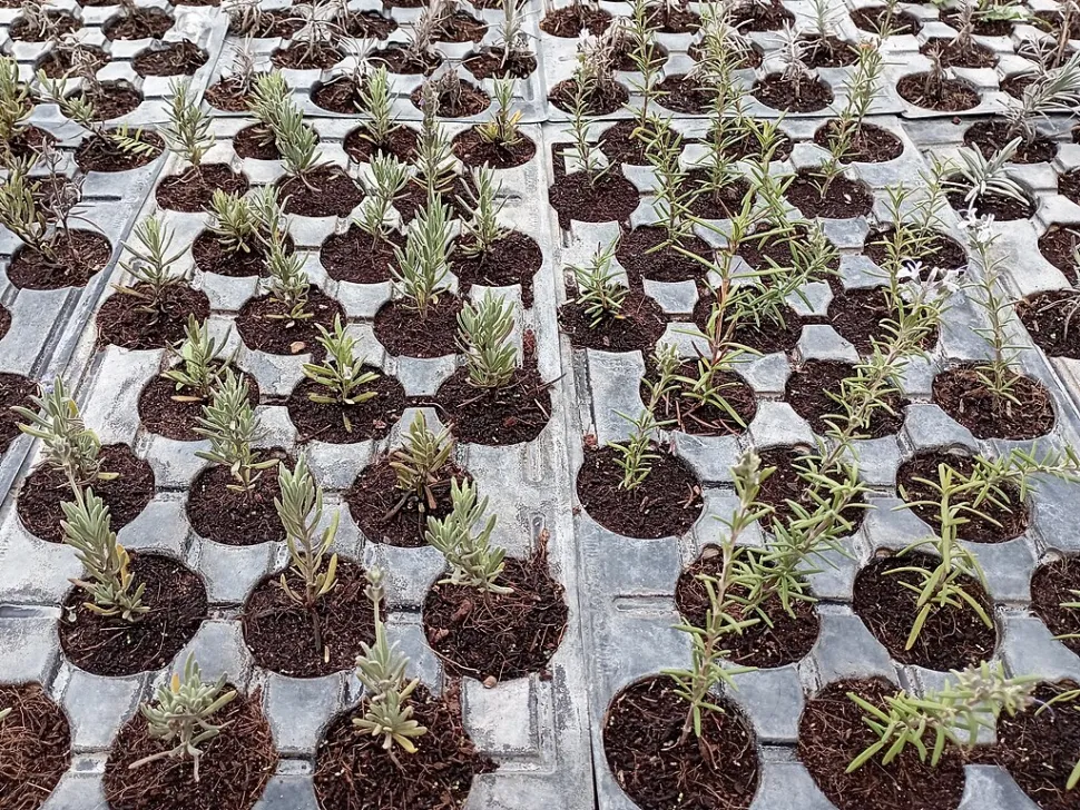 In Kürze werden diese Lavendelstecklinge unsere Gärten erfüllen- Foto von Juan Carlos Fonseca Mata /wWkipedia