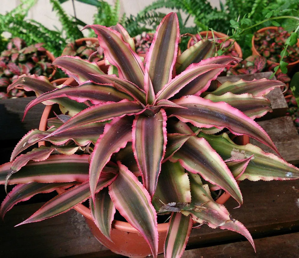 Cryptanthus bivittatus behoort tot dezelfde familie als de ananas - Foto door Mokkie / Wikipedia