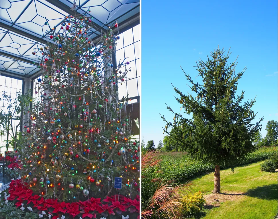 The common spruce with and without its tricks - Photos by Ron Cogswell and F.D.Richards