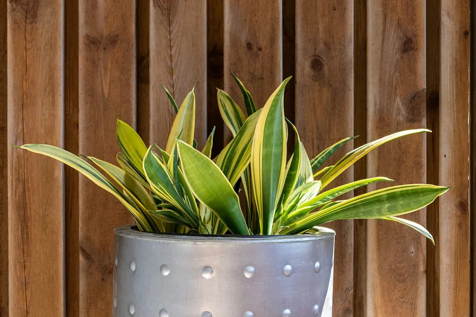 La Sansevieria trifasciata 'Laurentii' si riconosce per il suo fogliame verde e giallo - Foto di W. Carter / Wikipedia