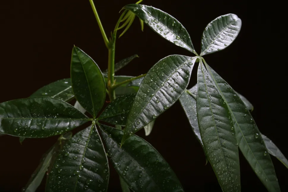Your Pilea hasn't made you rich? Maybe your Pachira will Photo by Rigel / Flickr