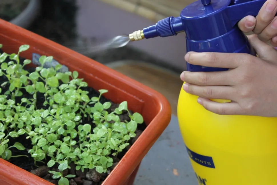 Não é necessário alimentar as suas plantas por gotejamento. Mas é melhor seguir as doses prescritas - Foto via Rawpixel
