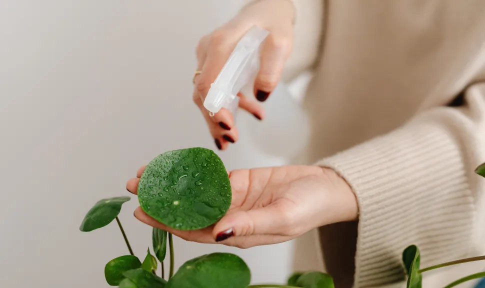 Durante la ola de calor, realiza la pulverización de tus plantas para refrescarlas – Foto de Karolina Grabowska / Pexels