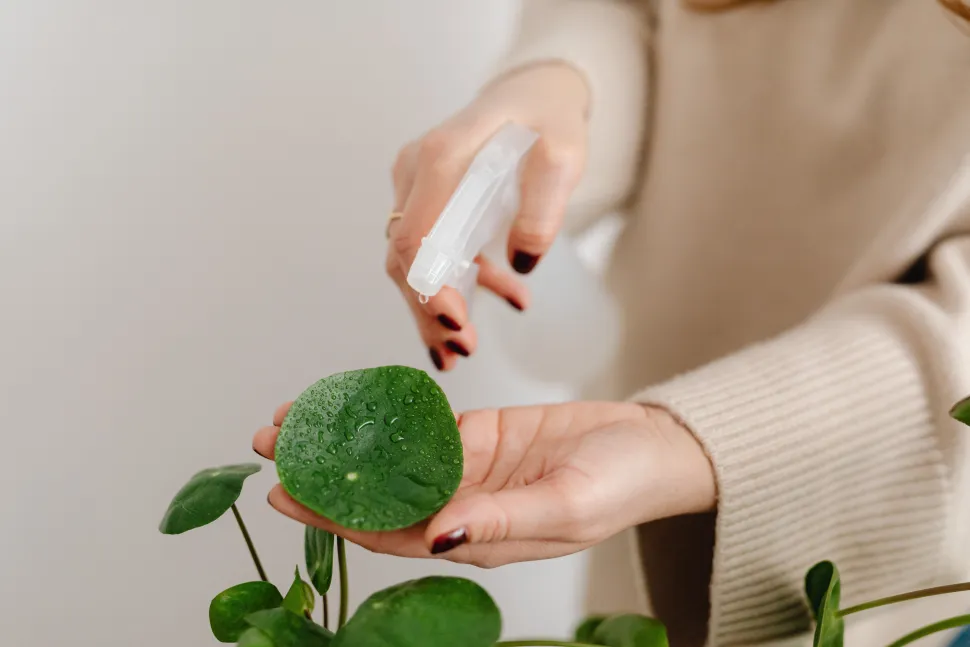 Vernevel je planten tijdens een hittegolf om ze af te koelen - Foto door Karolina Grabowska / Pexels