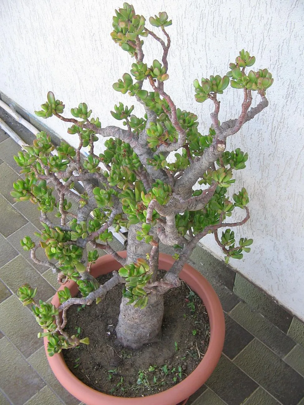 Con il tempo, la Crassula ovata si sviluppa in un vero e proprio arbusto - Foto di DerBorg / Wikipedia