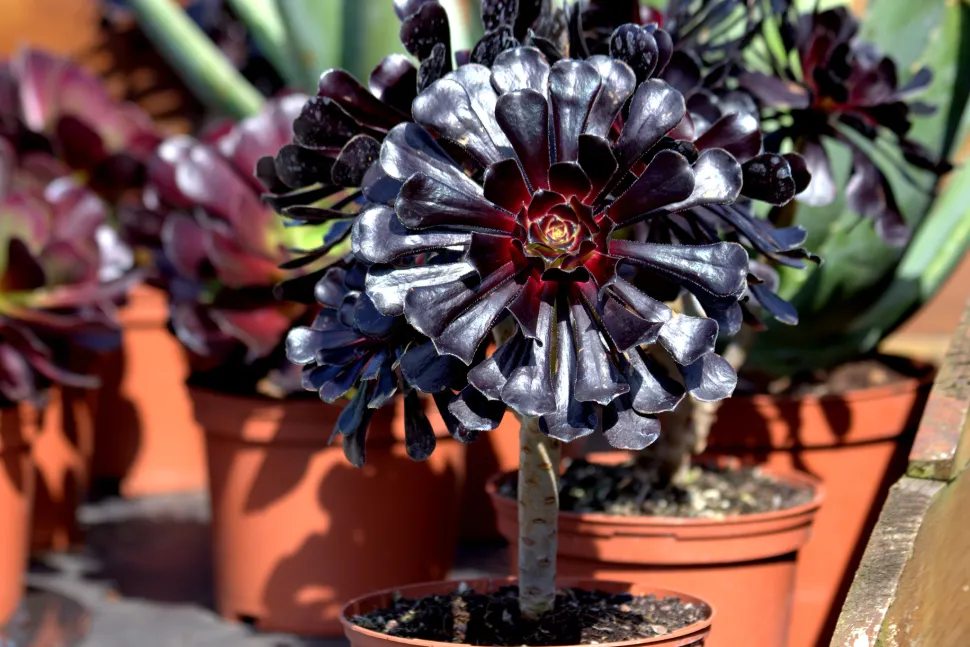 Aeonium is niet bestand tegen temperaturen onder nul - Foto door Manuel M V / Flickr