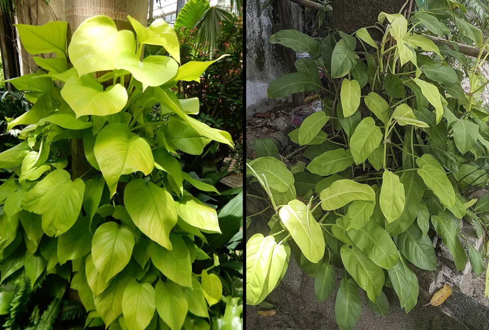 Links: de Pothos 'Neon' (Foto door Shuvaev / Wikipedia) * Rechts: Philodendron 'Lemon Lime' (Foto door AlbeitPK / Wikipedia)