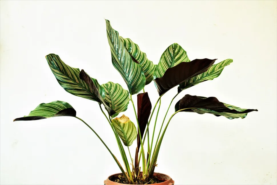 Calatheas geven de voorkeur aan vocht boven zonlicht – Foto door Design Strive