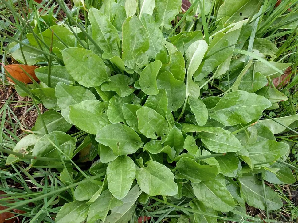 Se o dinheiro não cresce nas árvores, podes cultivar azeda no teu jardim — Foto de Michel Langeveld / Wikipedia