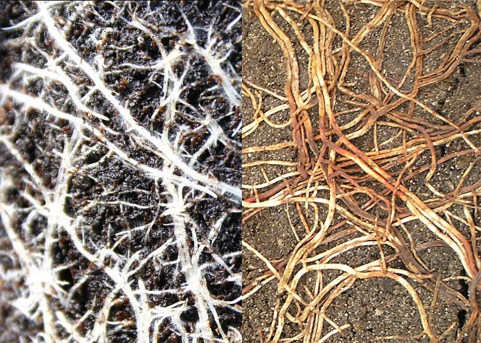Links: gesunde Wurzeln, rechts: kranke Wurzeln. Foto von B. Livingston und S. Nelson / Flickr
