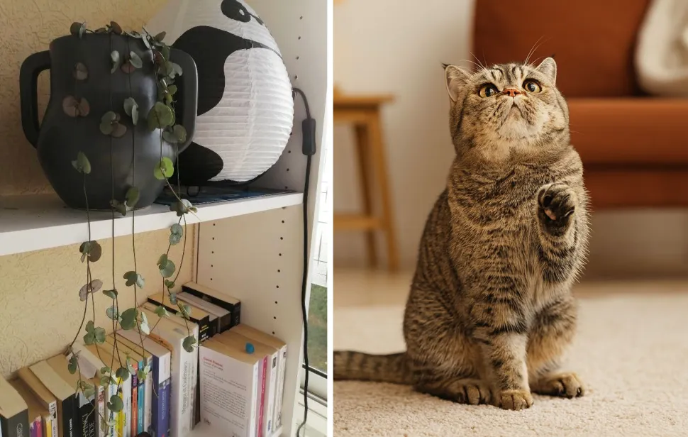 Votre chat risque d'aimer votre chaîne des cœurs. Peut-être même un peu trop! Jeanne / Plantnet