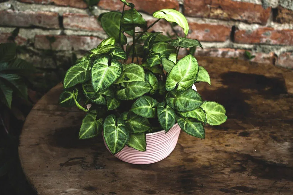 El inconveniente de las plantas que crecen rápido es que hay que trasplantarlas a menudo – Foto de Arturo Añez / Pixabay