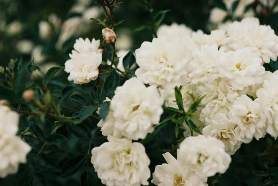 Es gibt auch eine Gardenienart mit gelben Blüten, die Gardenia tubifera. Foto von Anna Holodna/ Pexels