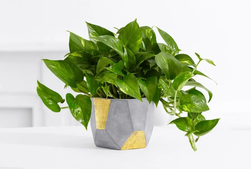 Il Pothos è una pianta a crescita rapida. Foto di Proflowers / Flickr