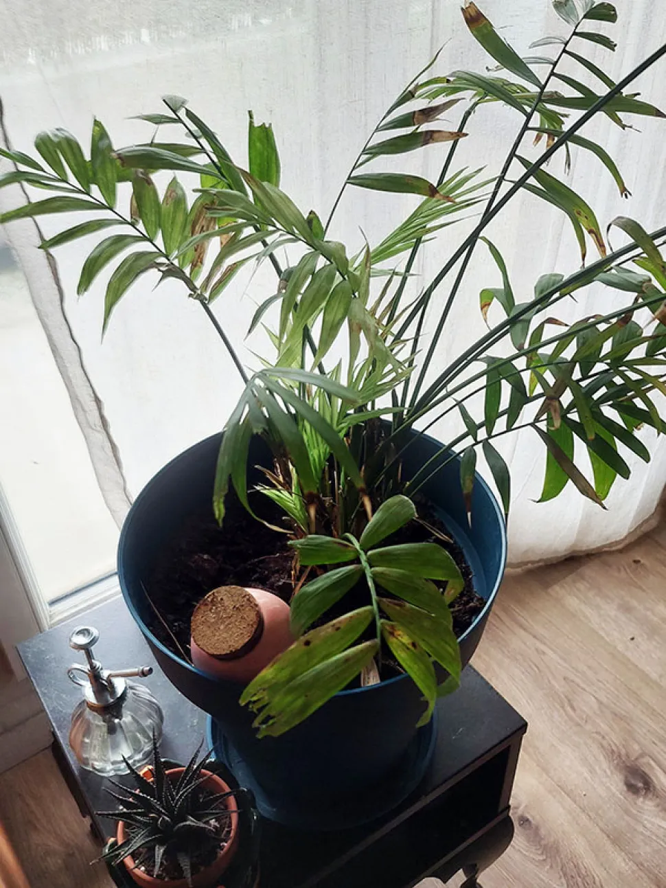 Ma la palma nana ha un aspetto terribile.