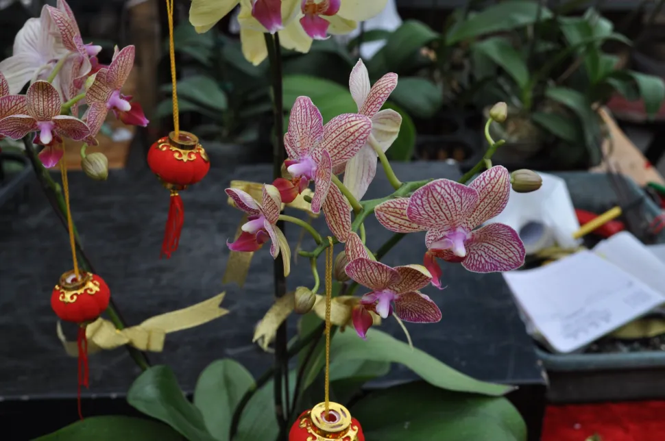 In Ermangelung von Tannen- oder Zitrusbäumen hängen manche ihre Ornamente an ihre Orchidee (Foto von Mike/ flickr)