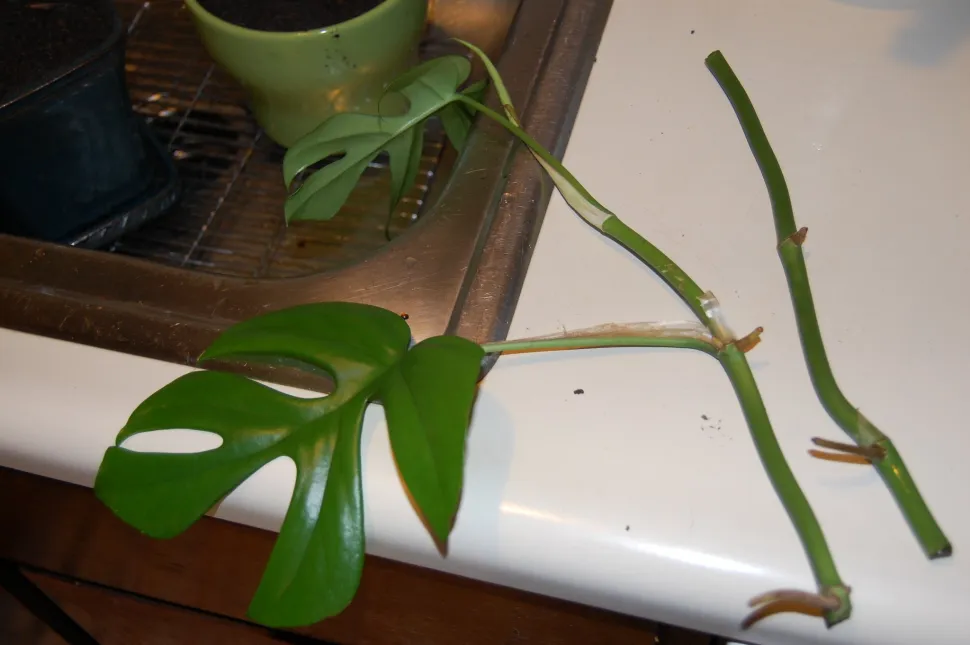 Cut below a node to encourage root production - Photo by FarOutFlora / Flickr