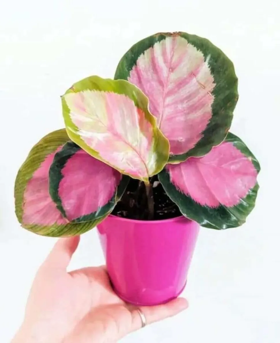 Crimson significa carmesí en inglés. Aquí es más bien rosa caramelo - Foto de Odile Alize / Plantnet
