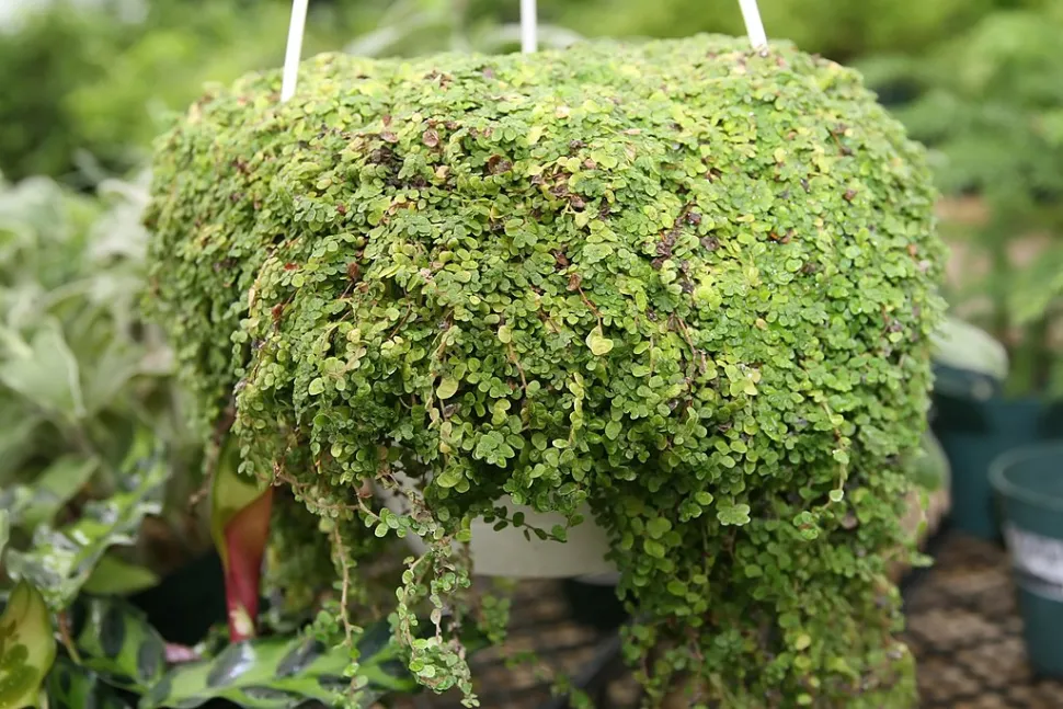 A helixina também pode ser cultivada no interior - Foto de David J. Stang