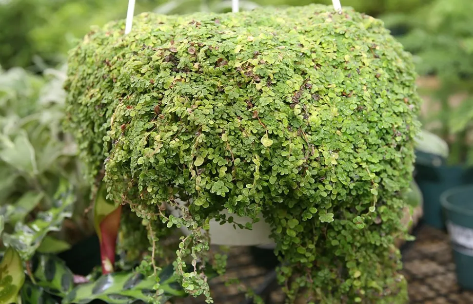 La helxina también se puede cultivar en interior – Foto de David J. Stang