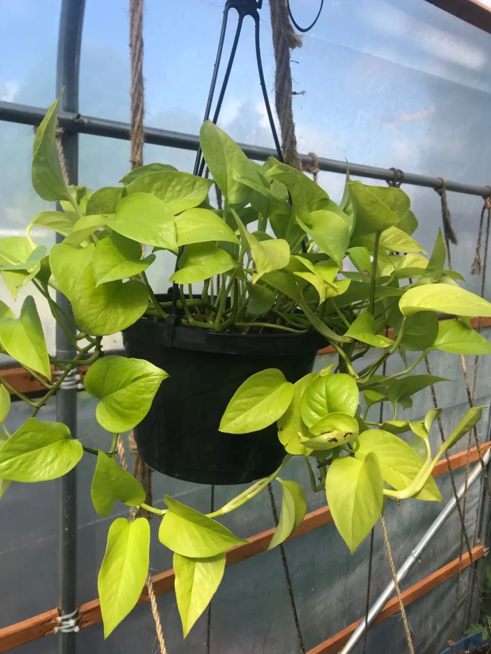 Pothos er nem at passe og er perfekt til begyndere - Foto af Julien Gagné / Wikipedia