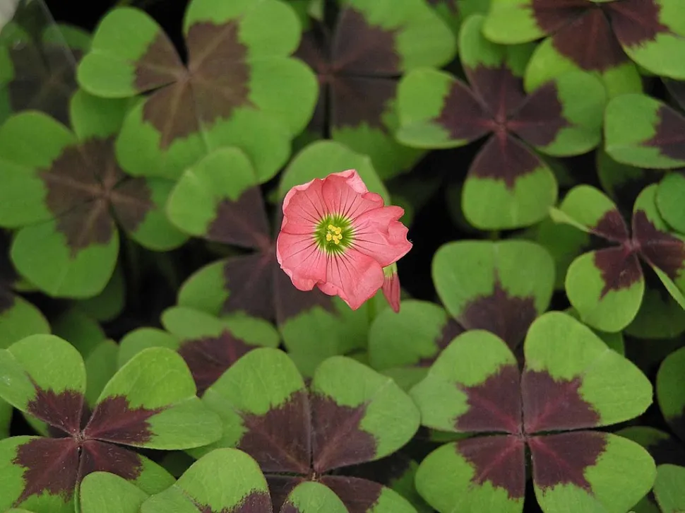 Die Oxalis blüht im Frühling - Foto von KHQ Flower Guide
