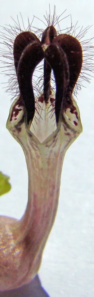 Aus der Nahaufnahme wirkt die BlĂŒte noch seltsamer â oder schöner, das musst du selbst entscheiden â Foto von Mercewiki / Wikipedia