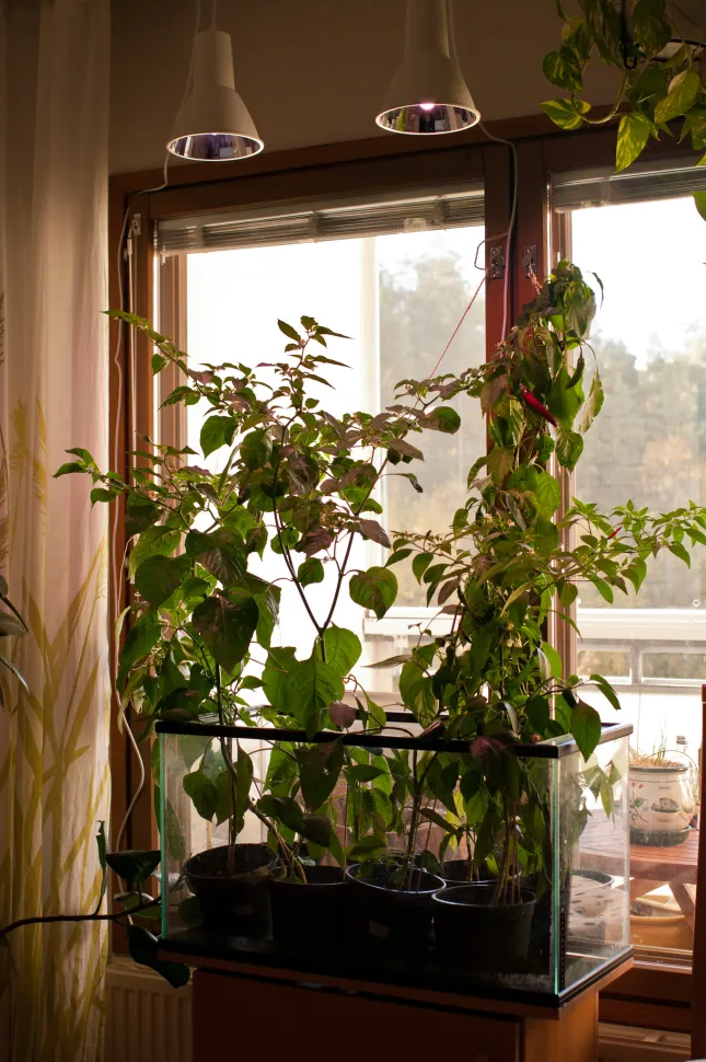 Kweeklampen zijn eigenlijk een soort lichttherapie voor planten
