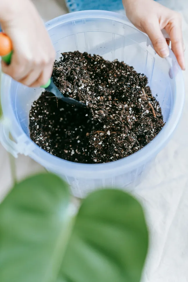You can't successfully take cuttings without a good substrate—Photo by Erik Mclean / Pexels